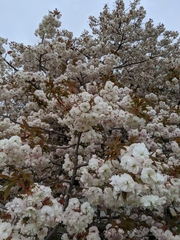 Prunus