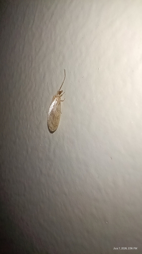 Micromus variolosus