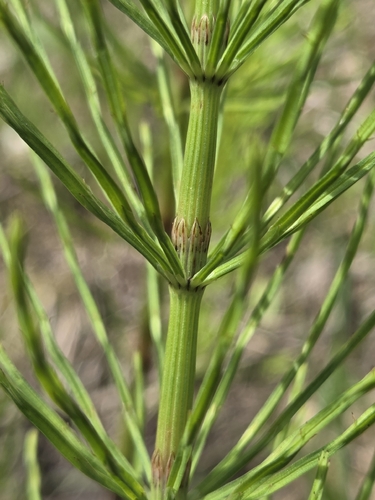 field horsetail