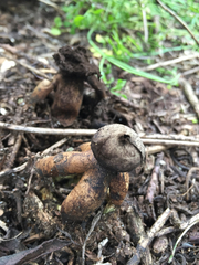 Geastrum fornicatum