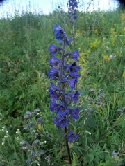 Delphinium cuneatum