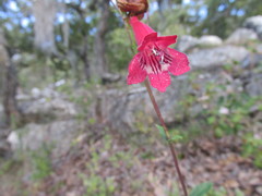 Penstemon isophyllus