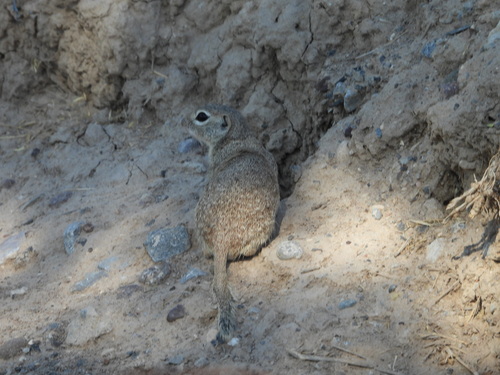 Ardilla de Tierra Punteada