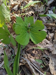 Sanguinaria canadensis