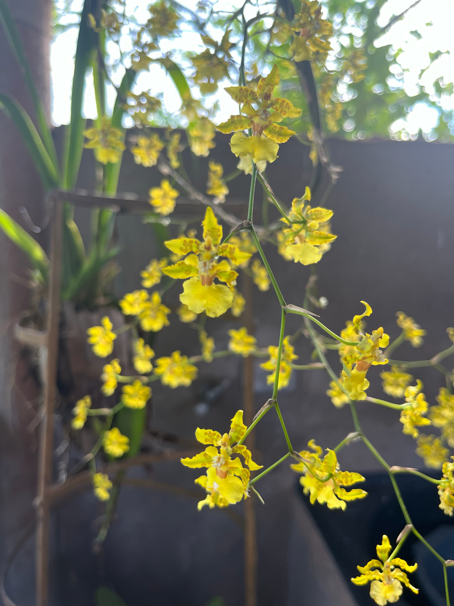 Oncidium baueri