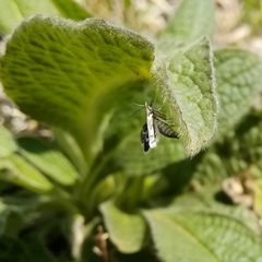 Atralata albofascialis