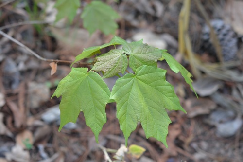 Acer skutchii, photograph 5