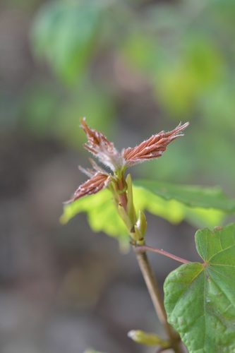 Acer skutchii, photograph 6