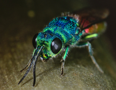 Chrysis terminata