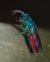 Chrysis terminata