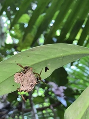 Mischocyttarus phthisicus