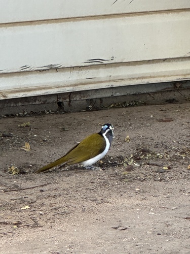 Blue-faced Honeyeater