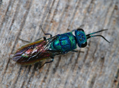 Chrysis terminata