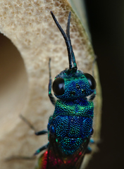 Chrysis terminata