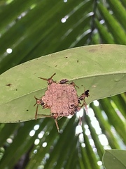 Mischocyttarus phthisicus