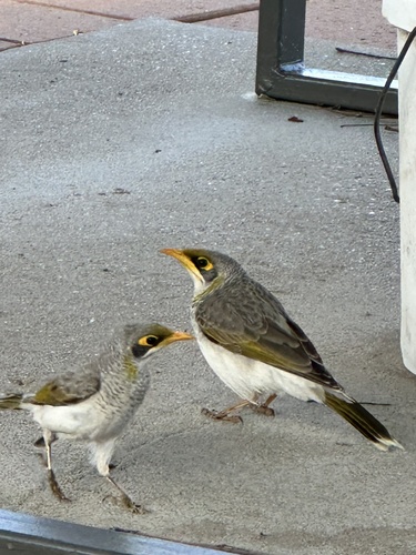 Yellow-throated Miner