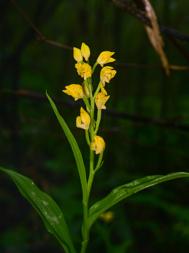 Golden Orchid
