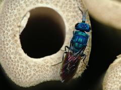 Chrysis terminata