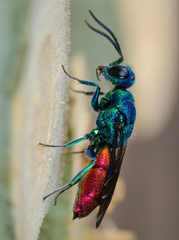 Chrysis terminata