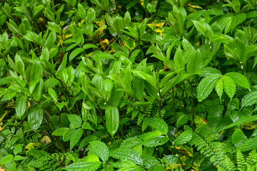 Disporopsis bakerorum