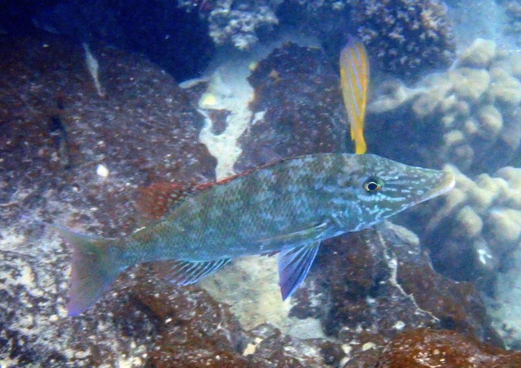 Yellowlip emperor (Lethrinus xanthochilus) — Lethrinidae