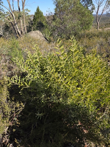 Acacia lanigera, photograph 5