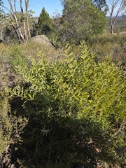 (c) Matthew Lincoln, some rights reserved (CC BY) Acacia lanigera, photograph (c) Matthew Lincoln, some rights reserved (CC BY)