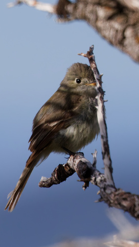 American Dusky Flycatcher (Empidonax oberholseri), photo 4