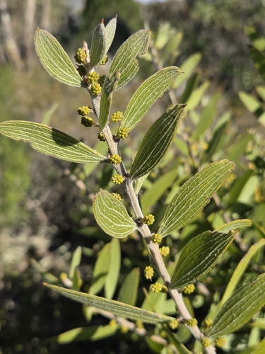Acacia lanigera, photograph 6
