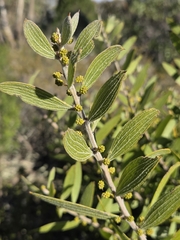 Acacia lanigera, photograph (c) Matthew Lincoln, some rights reserved (CC BY)