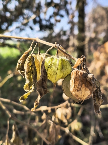 Cape gooseberry
