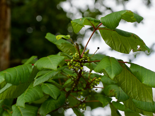 Toxicodendron orientale, photograph 5