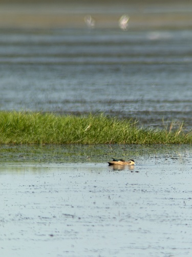 iNaturalist image
