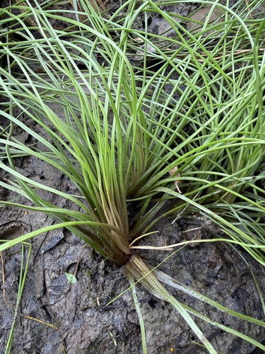 Isoetes melanopoda, 2026-06-07