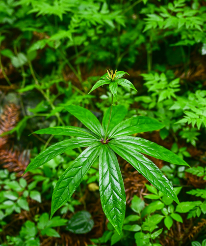 multi-leaf paris