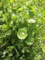Claytonia perfoliata