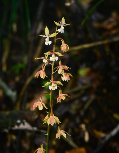 Calanthe graciliflora