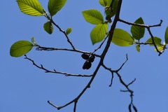 Alnus acuminata arguta