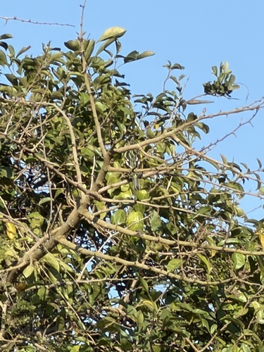 iNaturalist image