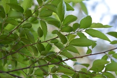 Carpinus tropicalis