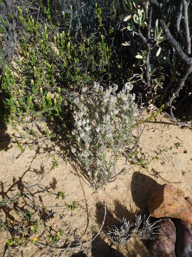 Image of Aspalathus eriocephaloides by (c) Charles Stirton, some rights reserved (CC BY-SA)