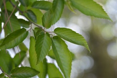 Carpinus tropicalis