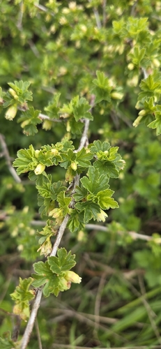 Ribes hirtellum, photograph 5