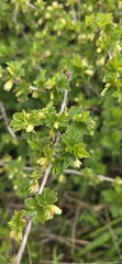 Ribes hirtellum, photograph author not stated, no rights reserved