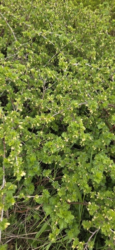 Ribes hirtellum, photograph 6
