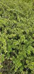 Ribes hirtellum, photograph author not stated, no rights reserved