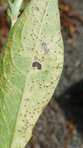 Puccinia calcitrapae observed 2026-06-05