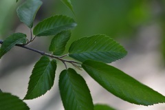 Carpinus tropicalis