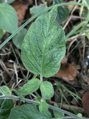 Lycianthes lycioides