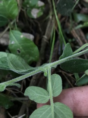 Lycianthes lycioides